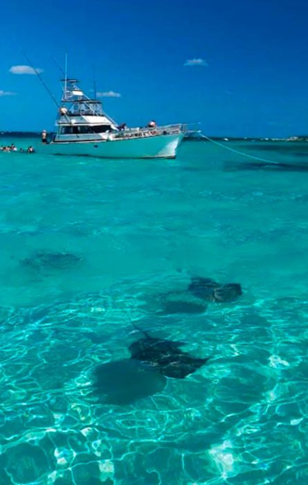 stingray excursion in Grand Cayman