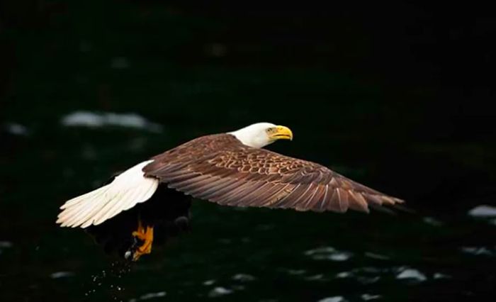 bald eagle gliding across the Alaskan sky