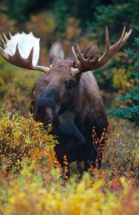 male moose in Alaska