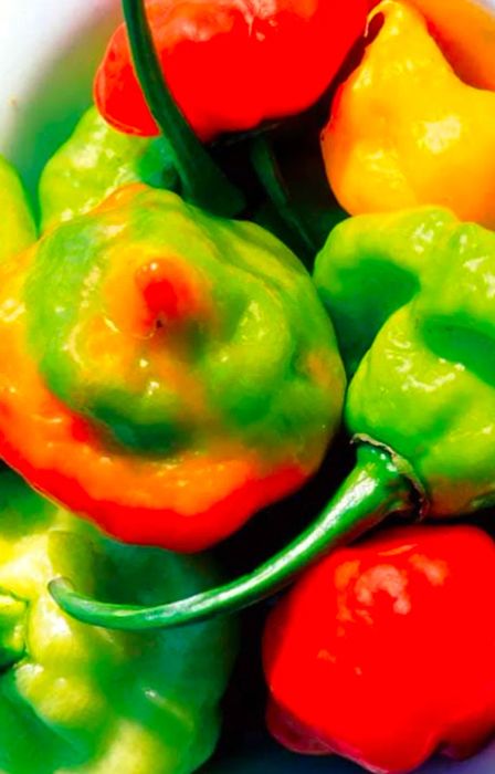 green, red, and yellow Caribbean peppers