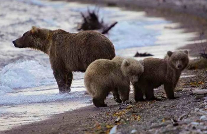 black bears by the rivers in Alaska