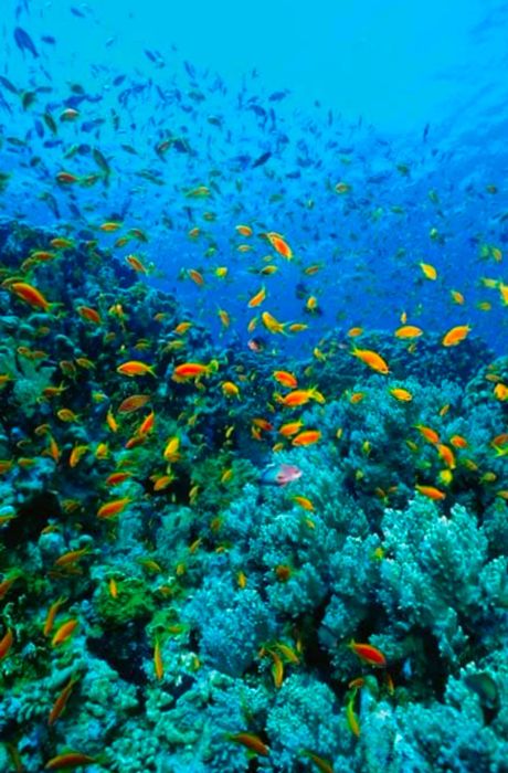 coral reefs and fish in the Caribbean