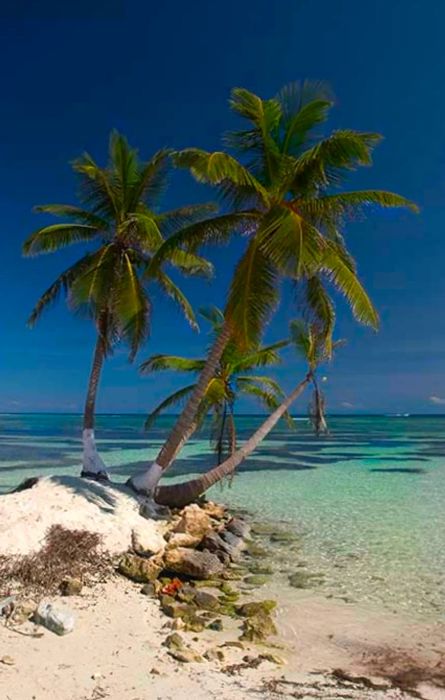 palm trees lining a beach in Mexico