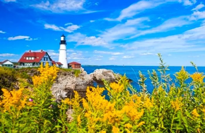 a field adorned with yellow flowers, a lighthouse, and a cottage by the coast of Portland