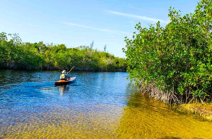 man kayaking in the Florida Everglades