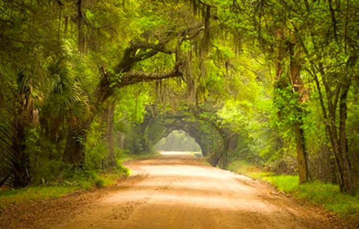 A scenic dirt road in Charleston bordered by lush green trees