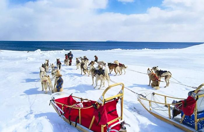 Dog sledding in Alaska