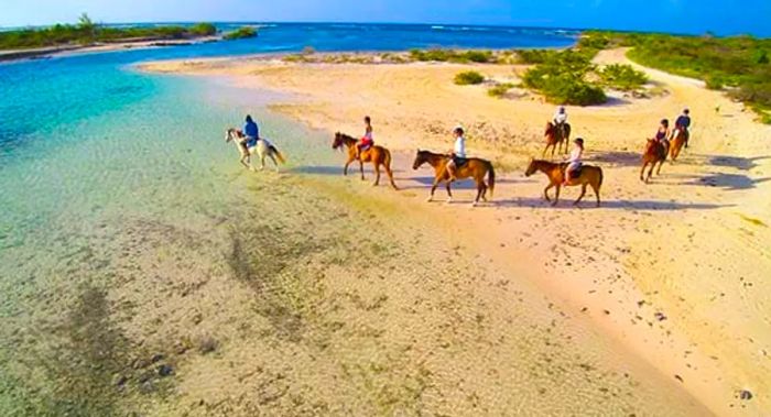 group of individuals enjoying a horseback ride along the shore