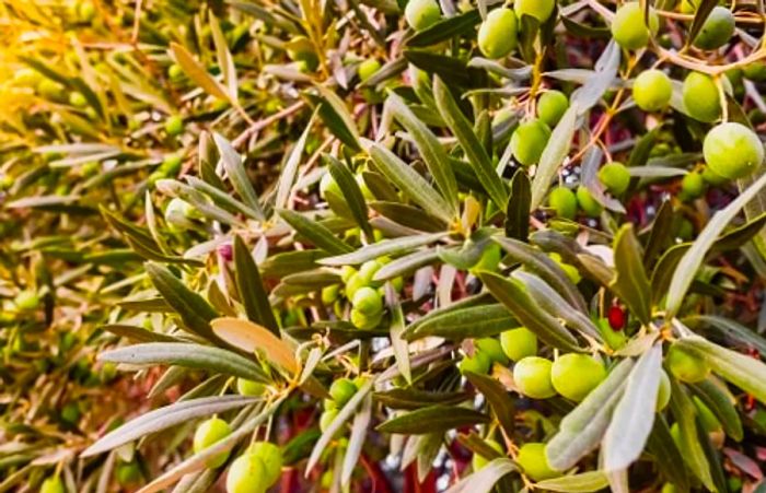 ripening green olives on an olive tree