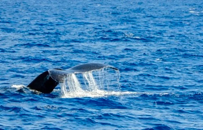 A humpback whale re-entering the water.