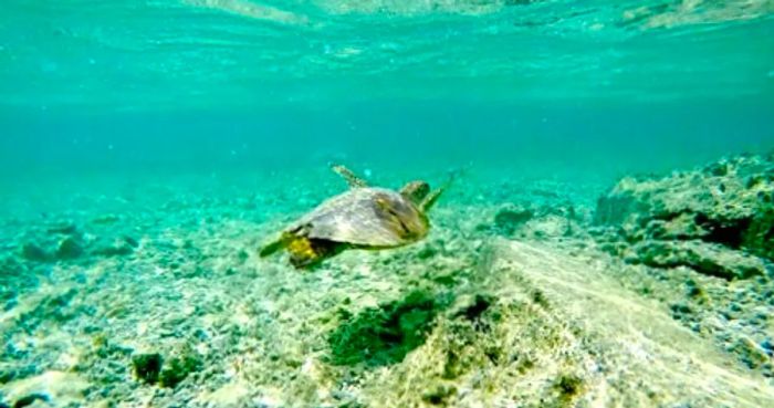 a sea turtle swimming in the ocean