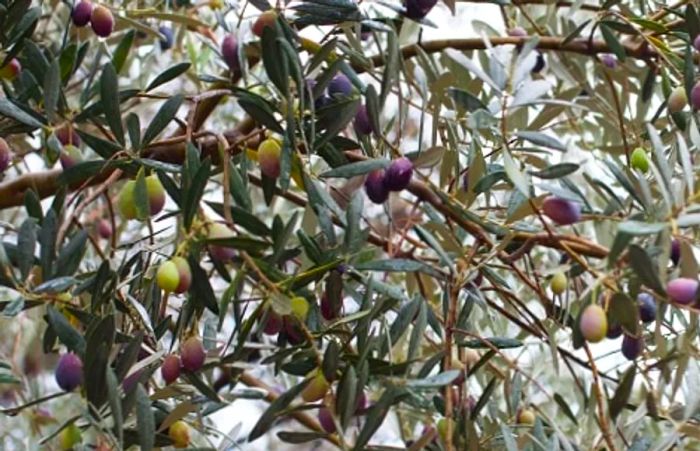 an olive branch from a Mallorcan olive grove