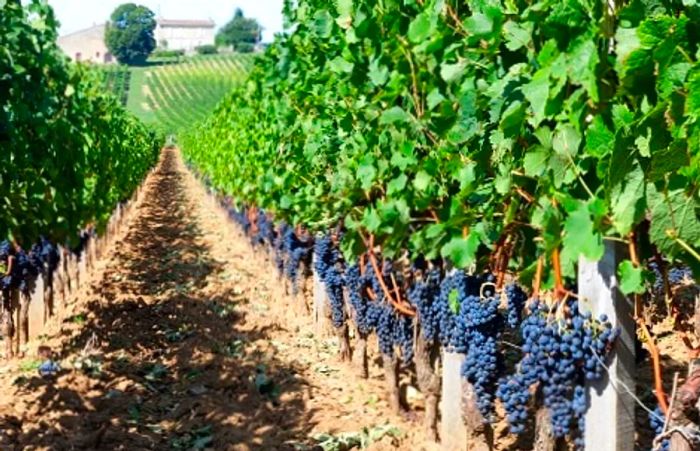 a stretch of grapevines in France used for wine production