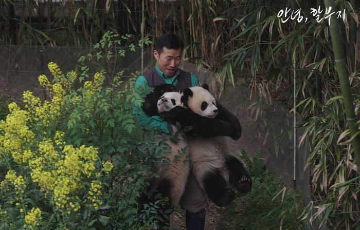 Phần lớn thời gian trong phim dành cho những người đã chăm sóc cô gấu.