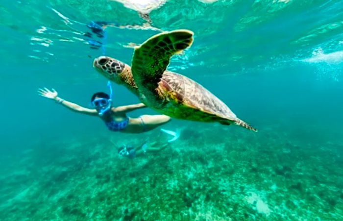 a woman snorkeling alongside a sea turtle in Princess Cays in the Eastern Caribbean