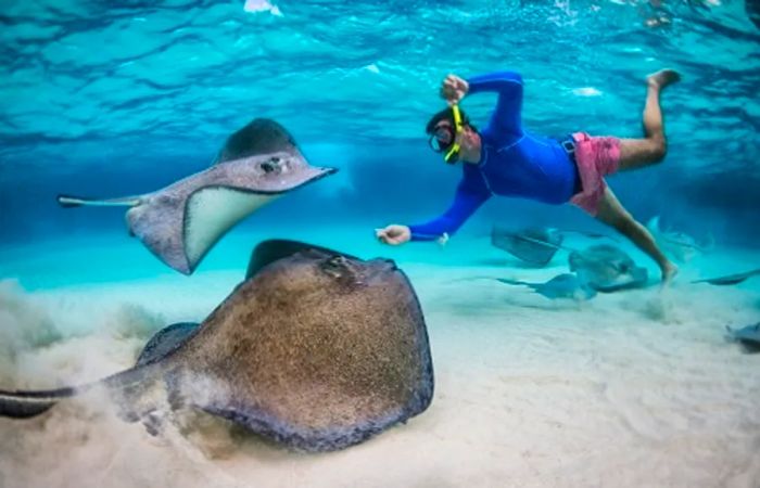 a man snorkeling with stingrays in Antigua