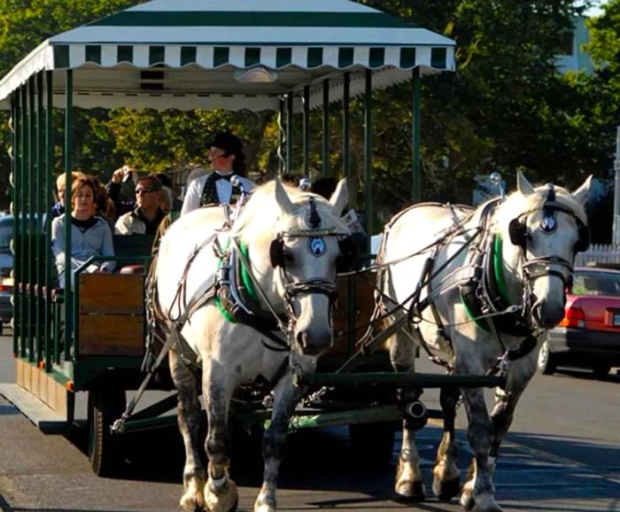 tourist enjoying a horse-drawn trolley ride through Victoria, BC