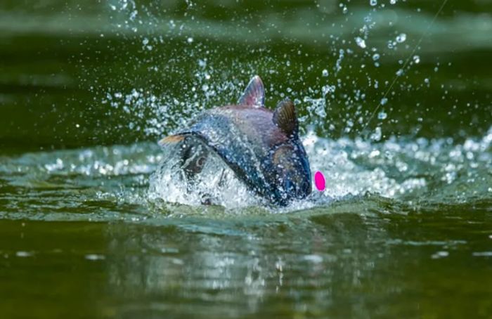 Fishing for king salmon in Juneau, Alaska