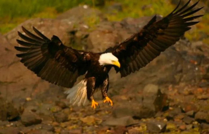 a bald eagle descending with wings spread wide to catch its prey