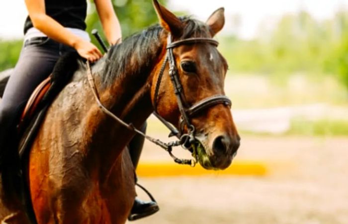 woman dressed in black, riding a horse in Kauai, Hawaii