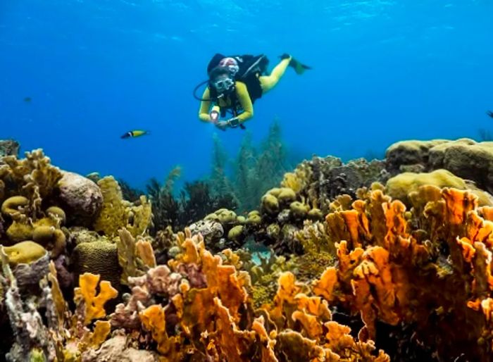 woman scuba diving with a flashlight in the waters near the port of Costa Maya