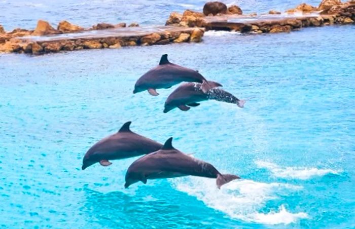 4 dolphins leaping out of the water in the private lagoon at Dolphin Cove in the western Caribbean port of Ocho Rios