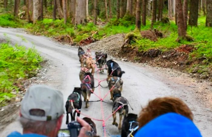 a couple of tourists capturing their dog sledding experience on a dirt road in Alaska