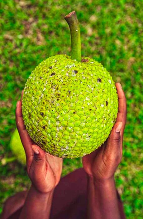 A woman holding a breadfruit from St. Lucia