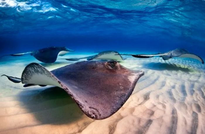 stingrays gracefully swimming along the ocean floor in Half Moon Cay, Bahamas