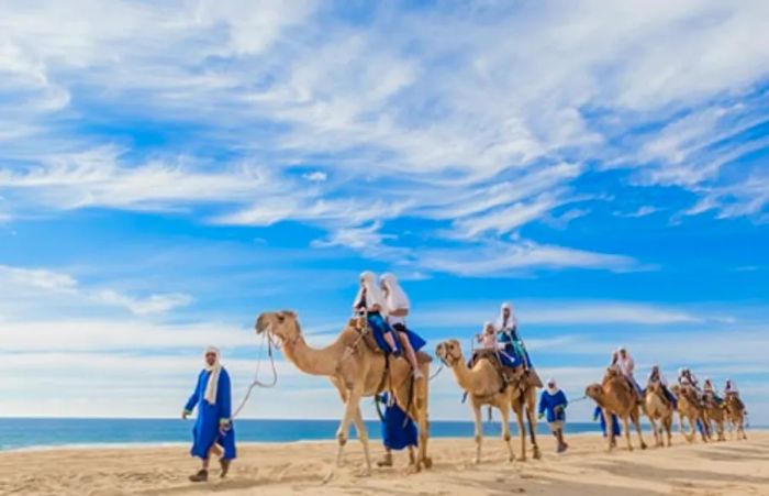 tourists riding camels along a beach in Mexico, assisted by a guide