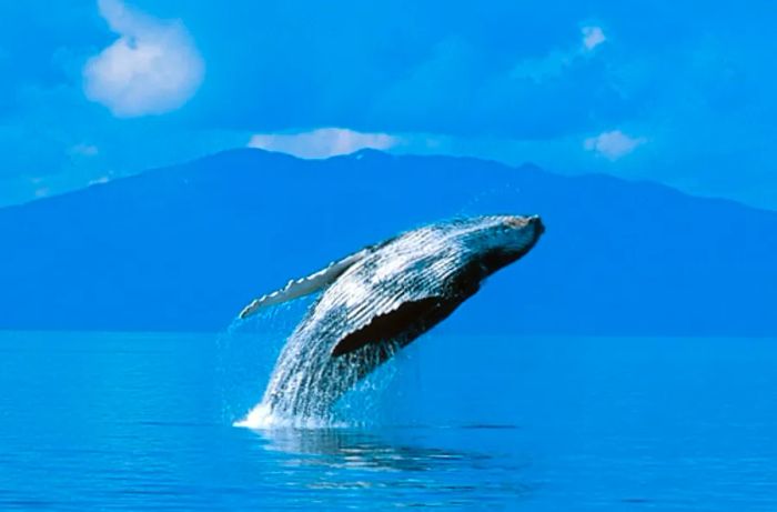 Humpback whale leaping out of the ocean in Juneau, Alaska