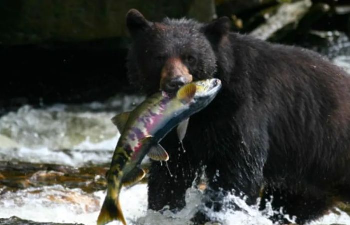 An Alaskan black bear gripping a fish in its mouth while hunting along the riverbank