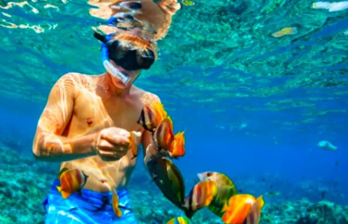 man wearing blue shorts snorkeling among vibrant orange fish in Kauai