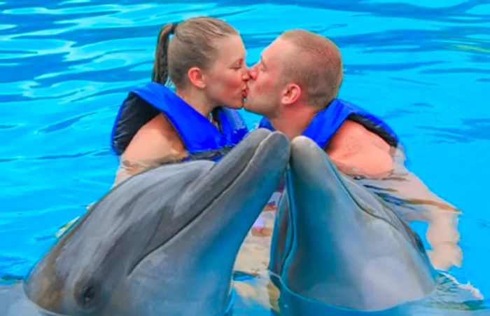 A pair of dolphins kissing while a couple shares a kiss in the background