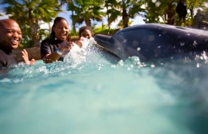 a family enjoying a swim with a dolphin in Nassau, Bahamas