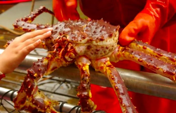 a commercial fisherman showcasing a giant crab while a guest gently touches its shell