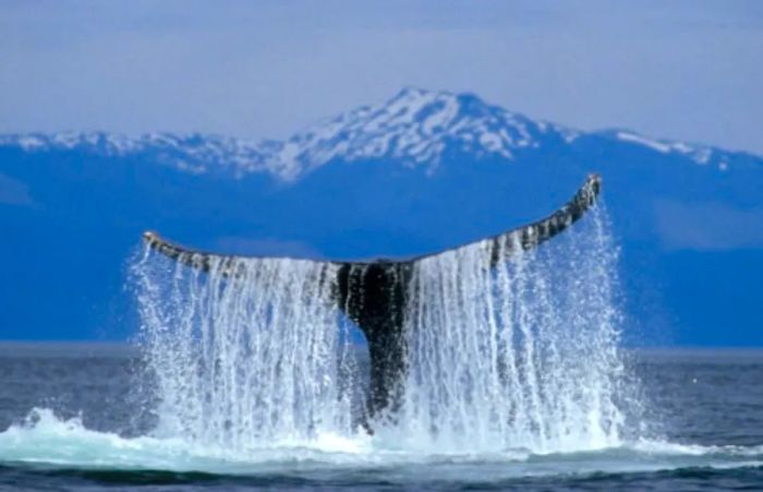 a humpback whale displaying its tail above the water during an Alaskan adventure