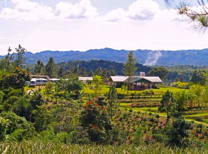 croydon plantation in jamaica