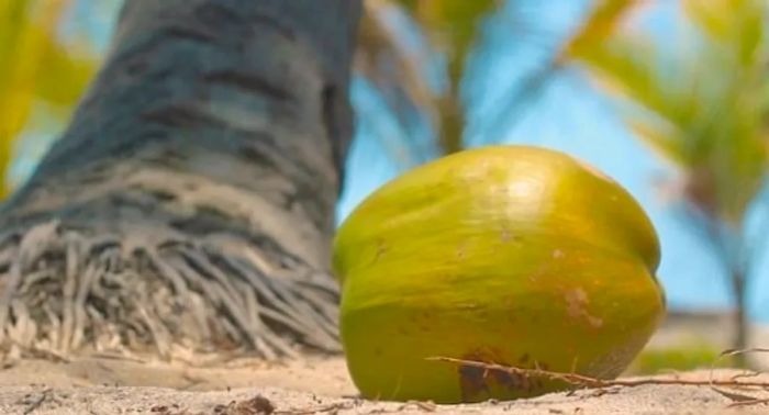 Enjoy the tropical taste of island coconut from Cozumel.