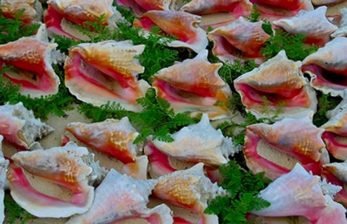 an assortment of conch shells collected from Grand Turk