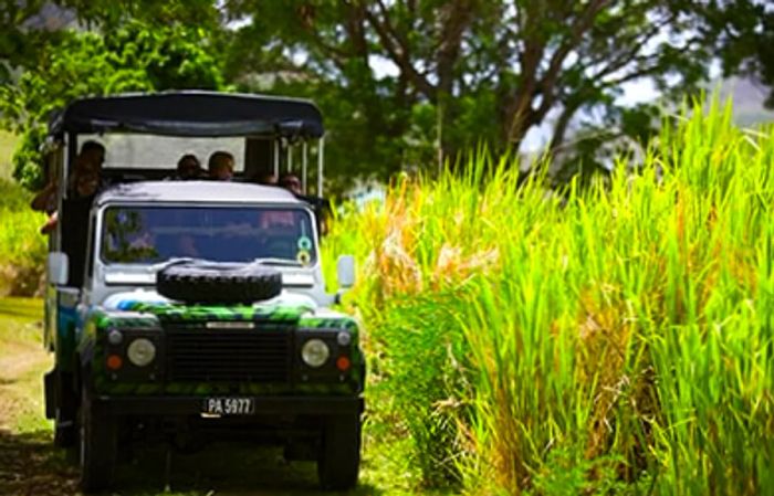 groups of people enjoying an island safari on the back of a 4x4 truck in St. Kitts