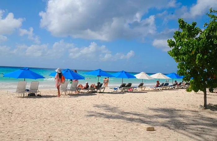 beach chairs and umbrellas arranged along a South Coast beach in Barbados as visitors bask in the sun