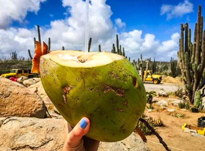 A hand holding a coconut filled with fresh coconut water in Aruba