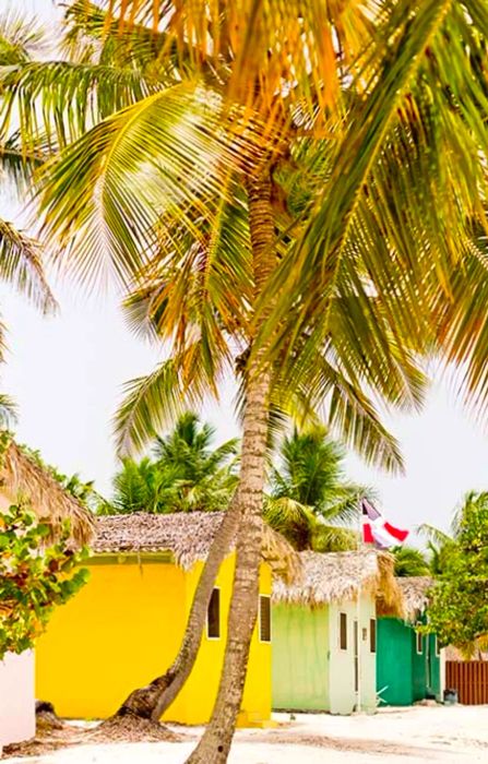 Lush palm trees and vibrant cottages in the Dominican Republic