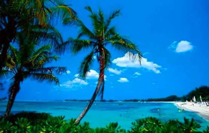 a beach lined with palm trees in The Bahamas