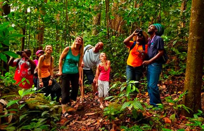 people gazing up at the trees during a hike on the Jacquot Trail in St. Lucia