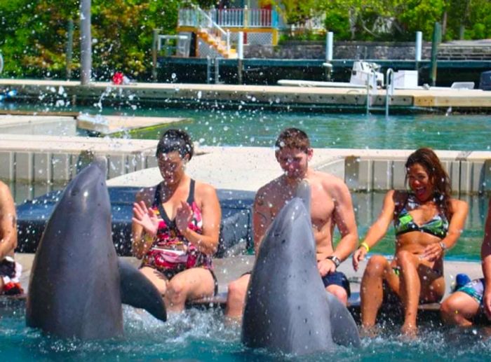 dolphins splashing water onto people sitting at the edge of a lagoon at Sanctuary Bay