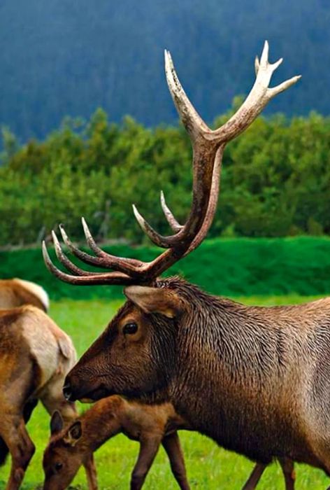 Black deer in the Alaskan wilderness