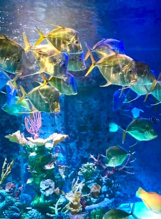 A school of colorful fish swimming in the aquarium