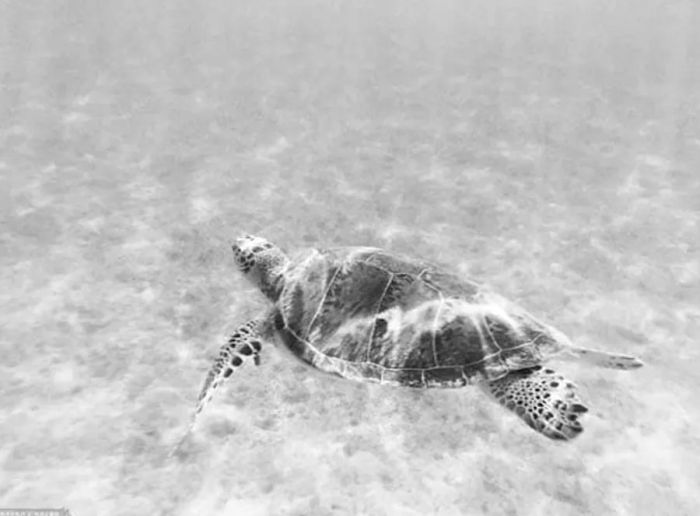 Our Beloved Swimming Spots in the Caribbean